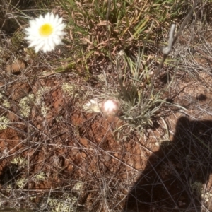 Leucochrysum albicans subsp. tricolor at Kuma Nature Reserve - 23 Feb 2024