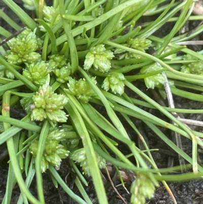 Isolepis gaudichaudiana (Benambra Club-sedge) at Tinderry, NSW - 19 Feb 2024 by JaneR