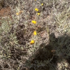 Chrysocephalum apiculatum (Common Everlasting) at Kuma Nature Reserve - 23 Feb 2024 by mahargiani