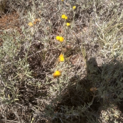 Chrysocephalum apiculatum (Common Everlasting) at Kuma Nature Reserve - 23 Feb 2024 by mahargiani