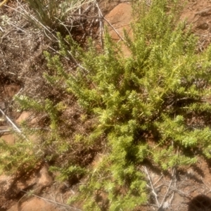 Asperula conferta at Kuma Nature Reserve - 23 Feb 2024