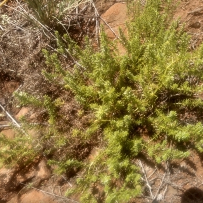 Asperula conferta (Common Woodruff) at Kuma Nature Reserve - 23 Feb 2024 by mahargiani