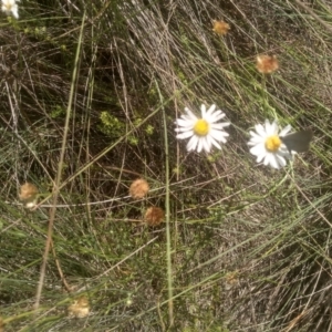 Brachyscome sp. at Middle Flat, NSW - 23 Feb 2024