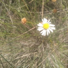 Brachyscome sp. at Middle Flat, NSW - 23 Feb 2024