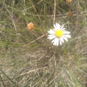 Brachyscome sp. at Middle Flat, NSW - 23 Feb 2024 01:32 PM