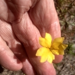 Goodenia sp. (Goodenia) at Middle Flat, NSW - 23 Feb 2024 by mahargiani