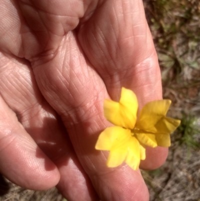 Goodenia sp. (Goodenia) at Middle Flat, NSW - 23 Feb 2024 by mahargiani