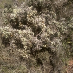 Melicytus angustifolius subsp. divaricatus (Divaricate Tree Violet) at Middle Flat, NSW - 23 Feb 2024 by mahargiani
