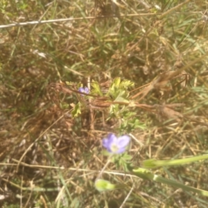 Erodium crinitum at Kuma Nature Reserve - 23 Feb 2024