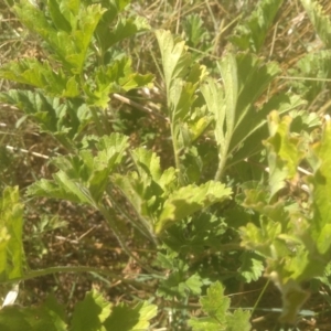 Erodium crinitum at Kuma Nature Reserve - 23 Feb 2024