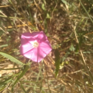 Convolvulus angustissimus subsp. angustissimus at Kuma Nature Reserve - 23 Feb 2024