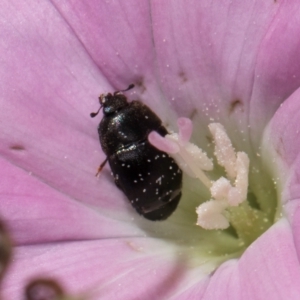 Aethina sp. (genus) at McKellar, ACT - 22 Feb 2024 10:41 AM