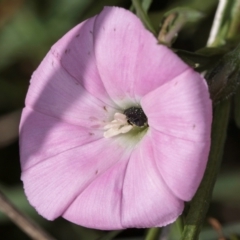 Aethina sp. (genus) at Croke Place Grassland (CPG) - 22 Feb 2024