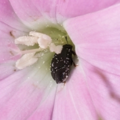 Aethina sp. (genus) at McKellar, ACT - 22 Feb 2024 10:41 AM