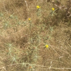 Carthamus lanatus (Saffron Thistle) at Kuma Nature Reserve - 23 Feb 2024 by mahargiani