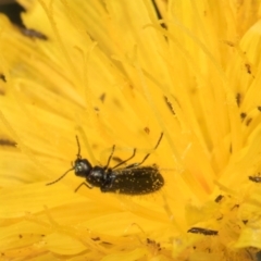 Dasytinae (subfamily) (Soft-winged flower beetle) at McKellar, ACT - 22 Feb 2024 by kasiaaus