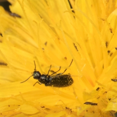 Dasytinae (subfamily) (Soft-winged flower beetle) at McKellar, ACT - 21 Feb 2024 by kasiaaus