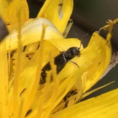 Dasytinae (subfamily) at McKellar, ACT - 22 Feb 2024