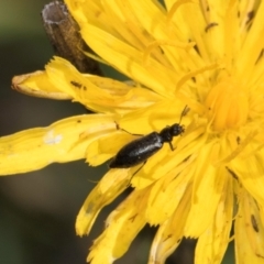 Dasytinae (subfamily) at McKellar, ACT - 22 Feb 2024