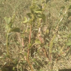 Amaranthus retroflexus at Kuma Nature Reserve - 23 Feb 2024
