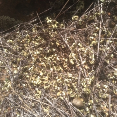 Unidentified Lichen at Cooma, NSW - 23 Feb 2024 by mahargiani