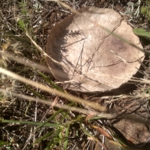 Calvatia cyathiformis at Kuma Nature Reserve - 23 Feb 2024