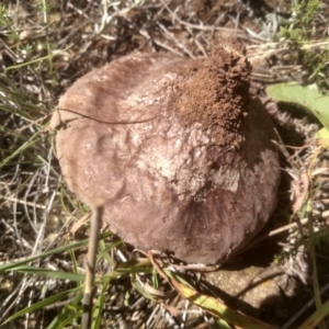 Calvatia cyathiformis at Kuma Nature Reserve - 23 Feb 2024