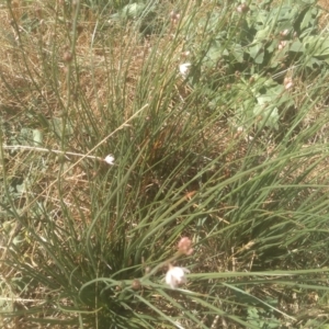 Asphodelus fistulosus at Cooma Grasslands Reserves - 23 Feb 2024