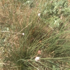 Asphodelus fistulosus (Onion Weed) at Cooma Grasslands Reserves - 23 Feb 2024 by mahargiani