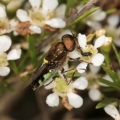 Odontomyia hunteri (Soldier fly) at McKellar, ACT - 22 Feb 2024 by kasiaaus