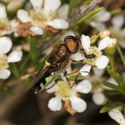 Odontomyia hunteri (Soldier fly) at Croke Place Grassland (CPG) - 21 Feb 2024 by kasiaaus