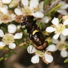 Odontomyia hunteri at McKellar, ACT - 22 Feb 2024