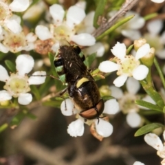 Odontomyia hunteri at Croke Place Grassland (CPG) - 22 Feb 2024