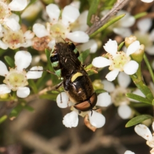 Odontomyia hunteri at McKellar, ACT - 22 Feb 2024