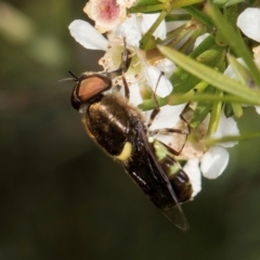 Odontomyia hunteri at Croke Place Grassland (CPG) - 22 Feb 2024