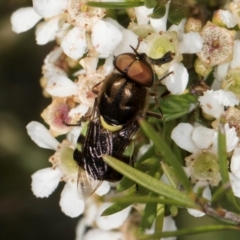 Odontomyia hunteri at McKellar, ACT - 22 Feb 2024