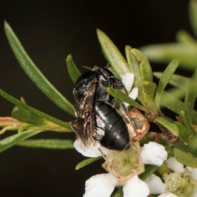 Euryglossa ephippiata (Saddleback Euryglossine Bee) at McKellar, ACT - 21 Feb 2024 by kasiaaus