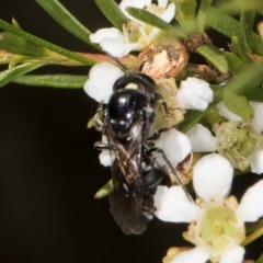 Euryglossa ephippiata at Croke Place Grassland (CPG) - 22 Feb 2024