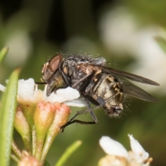 Calliphora stygia (Brown blowfly or Brown bomber) at McKellar, ACT - 22 Feb 2024 by kasiaaus