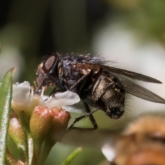 Calliphora stygia at McKellar, ACT - 22 Feb 2024