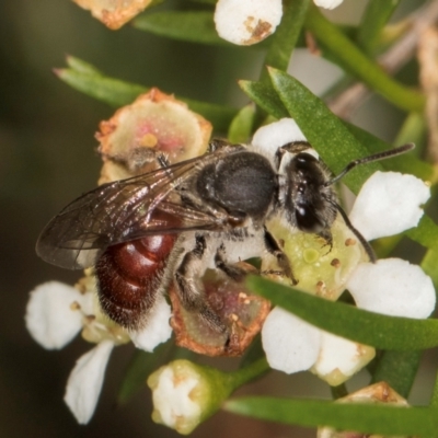 Lasioglossum (Parasphecodes) sp. (genus & subgenus) (Halictid bee) at McKellar, ACT - 22 Feb 2024 by kasiaaus