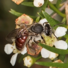 Lasioglossum (Parasphecodes) sp. (genus & subgenus) (Halictid bee) at Croke Place Grassland (CPG) - 21 Feb 2024 by kasiaaus