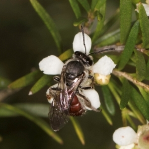 Lasioglossum (Parasphecodes) sp. (genus & subgenus) at McKellar, ACT - 22 Feb 2024