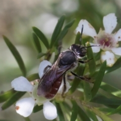 Lasioglossum (Parasphecodes) sp. (genus & subgenus) at McKellar, ACT - 22 Feb 2024