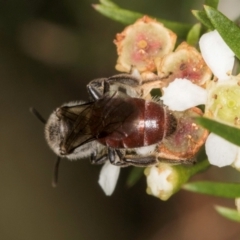 Lasioglossum (Parasphecodes) sp. (genus & subgenus) at McKellar, ACT - 22 Feb 2024