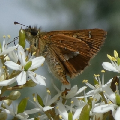 Dispar compacta (Barred Skipper) at Charleys Forest, NSW - 24 Feb 2023 by arjay