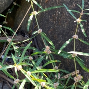 Alternanthera denticulata at Undefined Area - 23 Feb 2024 09:21 AM