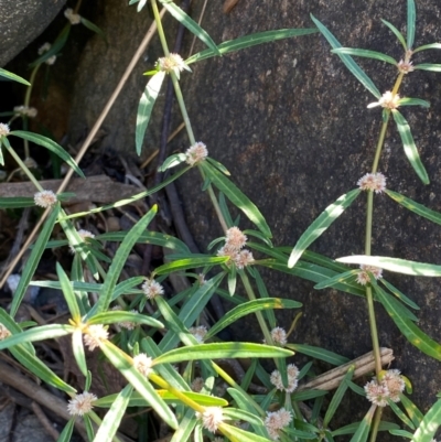 Alternanthera denticulata (Lesser Joyweed) at Coombs, ACT - 22 Feb 2024 by SteveBorkowskis