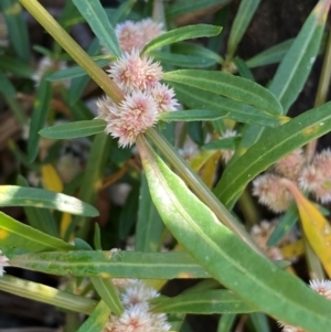 Alternanthera denticulata at Undefined Area - 23 Feb 2024 09:21 AM