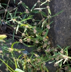 Alternanthera denticulata at Undefined Area - 23 Feb 2024 09:21 AM